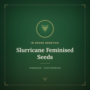 Slurricane Feminised Seeds Slurricane Feminised Seeds