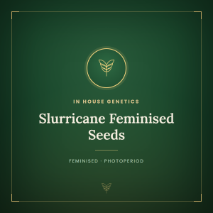 Slurricane Feminised Seeds Slurricane Feminised Seeds
