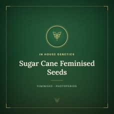 Sugar Cane Feminised Seeds Sugar Cane Feminised Seeds