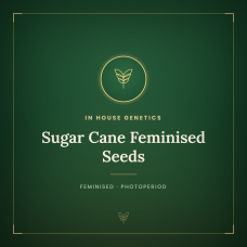 Sugar Cane Feminised Seeds Sugar Cane Feminised Seeds