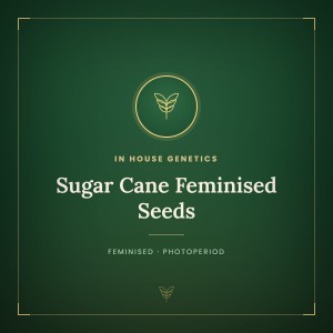 Sugar Cane Feminised Seeds Sugar Cane Feminised Seeds