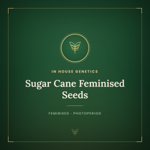 Sugar Cane Feminised Seeds