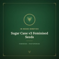 Sugar Cane v3 Feminised Seeds Sugar Cane v3 Feminised Seeds