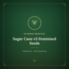 Sugar Cane v3 Feminised Seeds Sugar Cane v3 Feminised Seeds