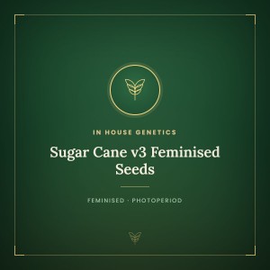 Sugar Cane v3 Feminised Seeds Sugar Cane v3 Feminised Seeds