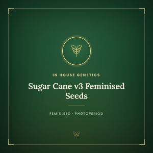 Sugar Cane v3 Feminised Seeds Sugar Cane v3 Feminised Seeds