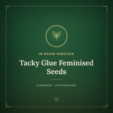 Tacky Glue Feminised Seeds Tacky Glue Feminised Seeds