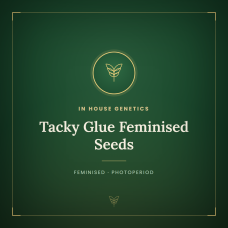 Tacky Glue Feminised Seeds Tacky Glue Feminised Seeds