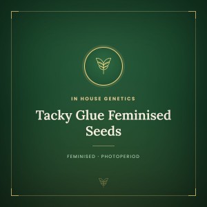 Tacky Glue Feminised Seeds Tacky Glue Feminised Seeds