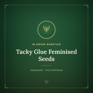 Tacky Glue Feminised Seeds Tacky Glue Feminised Seeds