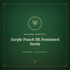 Zurple Punch BX Feminised Seeds Zurple Punch BX Feminised Seeds
