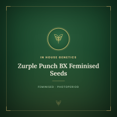 Zurple Punch BX Feminised Seeds Zurple Punch BX Feminised Seeds
