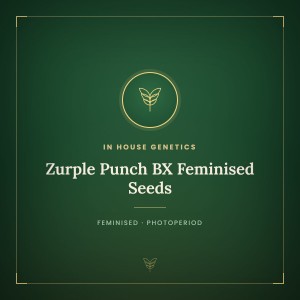 Zurple Punch BX Feminised Seeds Zurple Punch BX Feminised Seeds