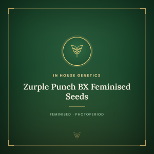 Zurple Punch BX Feminised Seeds Zurple Punch BX Feminised Seeds