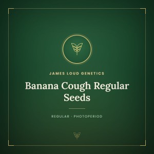 Banana Cough Regular Seeds