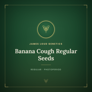 Banana Cough Regular Seeds