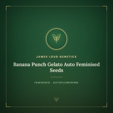 Banana Punch Gelato Auto Feminised Seeds Banana Punch Gelato Auto Feminised Seeds