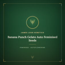 Banana Punch Gelato Auto Feminised Seeds Banana Punch Gelato Auto Feminised Seeds