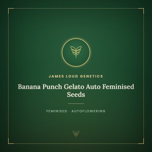 Banana Punch Gelato Auto Feminised Seeds Banana Punch Gelato Auto Feminised Seeds