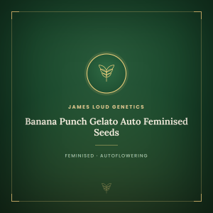 Banana Punch Gelato Auto Feminised Seeds Banana Punch Gelato Auto Feminised Seeds