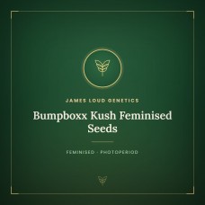 Bumpboxx Kush Feminised Seeds Bumpboxx Kush Feminised Seeds