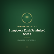 Bumpboxx Kush Feminised Seeds Bumpboxx Kush Feminised Seeds