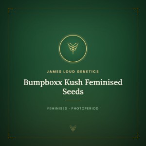 Bumpboxx Kush Feminised Seeds Bumpboxx Kush Feminised Seeds