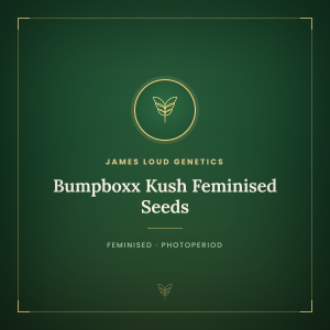Bumpboxx Kush Feminised Seeds Bumpboxx Kush Feminised Seeds