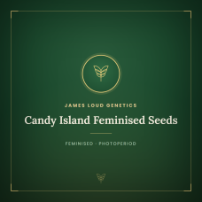 Candy Island Feminised Seeds Candy Island Feminised Seeds