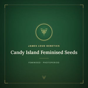 Candy Island Feminised Seeds Candy Island Feminised Seeds