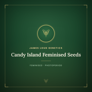 Candy Island Feminised Seeds Candy Island Feminised Seeds
