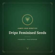 Dripz Feminised Seeds Dripz Feminised Seeds