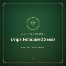 Dripz Feminised Seeds Dripz Feminised Seeds
