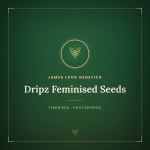 Dripz Feminised Seeds Dripz Feminised Seeds