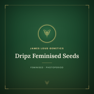 Dripz Feminised Seeds Dripz Feminised Seeds