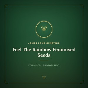 Feel The Rainbow Feminised Seeds Feel The Rainbow Feminised Seeds