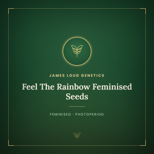 Feel The Rainbow Feminised Seeds Feel The Rainbow Feminised Seeds