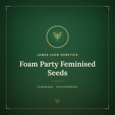 Foam Party Feminised Seeds Foam Party Feminised Seeds