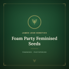 Foam Party Feminised Seeds Foam Party Feminised Seeds