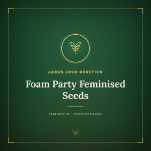 Foam Party Feminised Seeds Foam Party Feminised Seeds