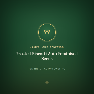 Frosted Biscotti Auto Feminised Seeds Frosted Biscotti Auto Feminised Seeds