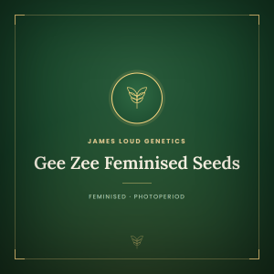 Gee Zee Feminised Seeds