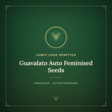 Guavalato Auto Feminised Seeds Guavalato Auto Feminised Seeds