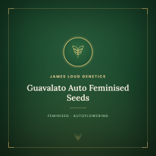 Guavalato Auto Feminised Seeds Guavalato Auto Feminised Seeds