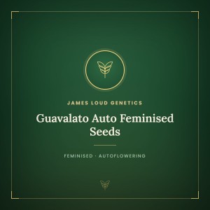 Guavalato Auto Feminised Seeds Guavalato Auto Feminised Seeds
