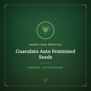 Guavalato Auto Feminised Seeds Guavalato Auto Feminised Seeds
