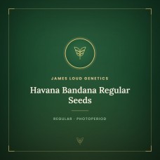 Havana Bandana Regular Seeds