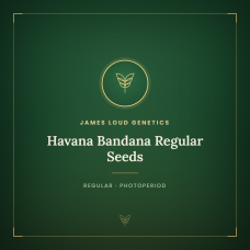 Havana Bandana Regular Seeds Havana Bandana Regular Seeds