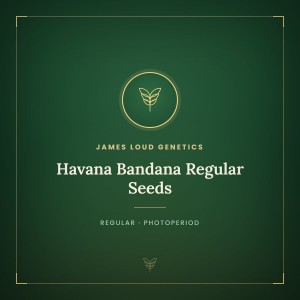 Havana Bandana Regular Seeds Havana Bandana Regular Seeds