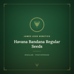 Havana Bandana Regular Seeds Havana Bandana Regular Seeds